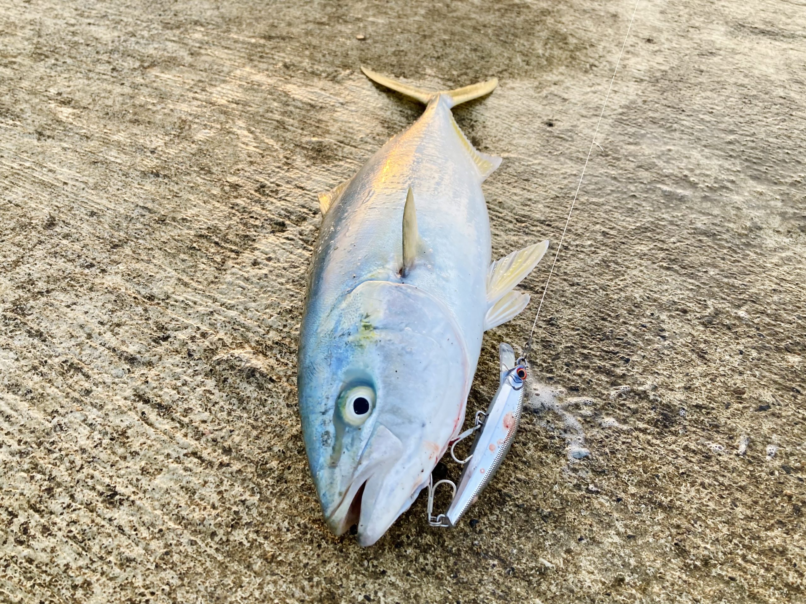 5月の釣り、イナダ